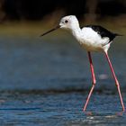 petite cigogne (Stelzenläufer) Échasse blanche