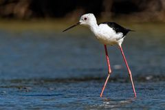 petite cigogne (Stelzenläufer) Échasse blanche