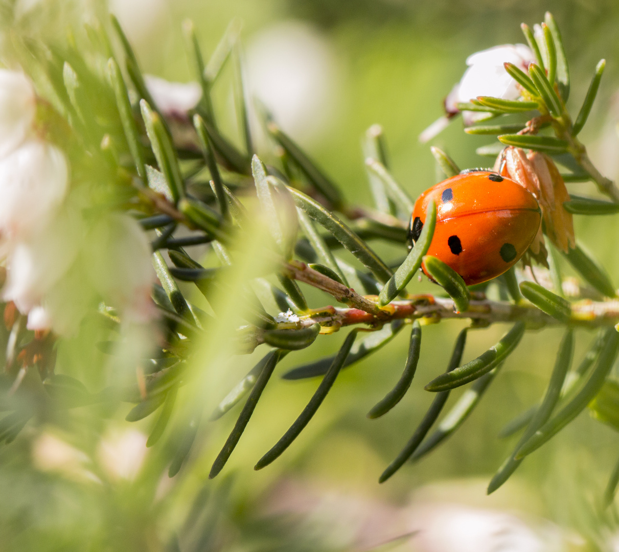 Petite coccinelle