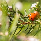 Petite coccinelle