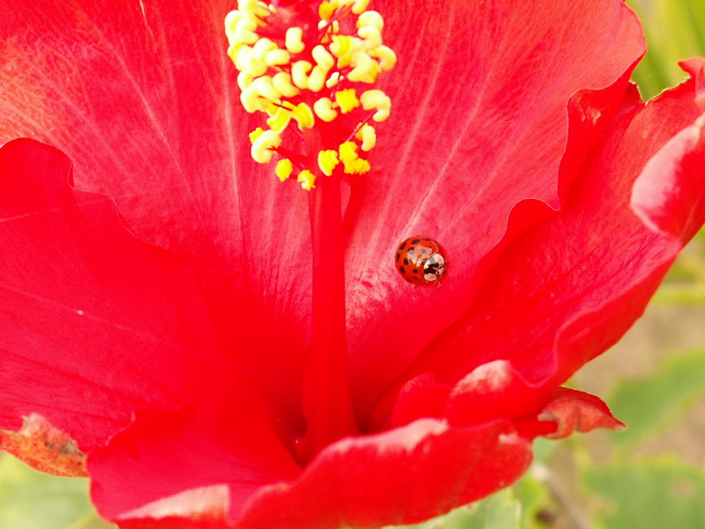 Petite coccinelle.