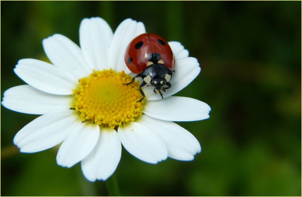 * petite coccinelle *