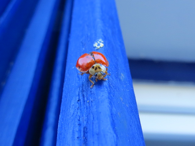 petite coccinelle aux yeux bleus !