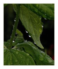 " Petite coccinelle viens t'abriter sous mon parapluie "