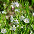 ..petite  des fleurs blanc !!!...