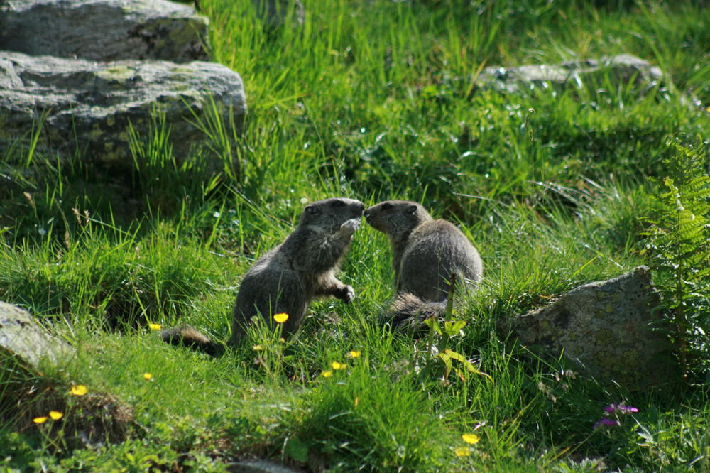 Petite discussion entre marmottes