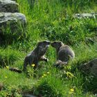 Petite discussion entre marmottes