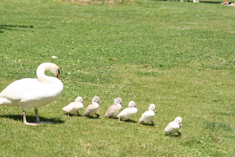 Petite famille