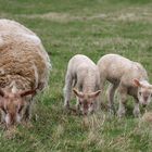 Petite famille dans le pré