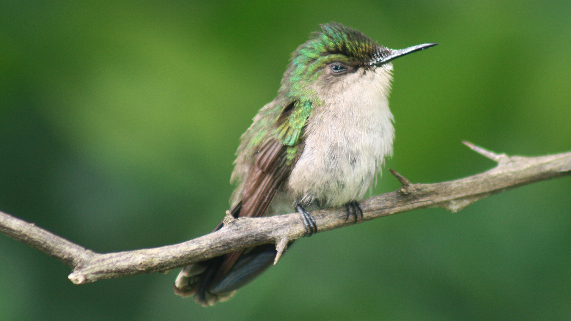 petite femelle colibri huppé