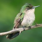 petite femelle colibri huppé