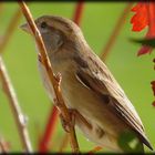 petite femelle moineau