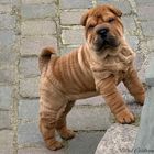 petite femelle Shar Peï.