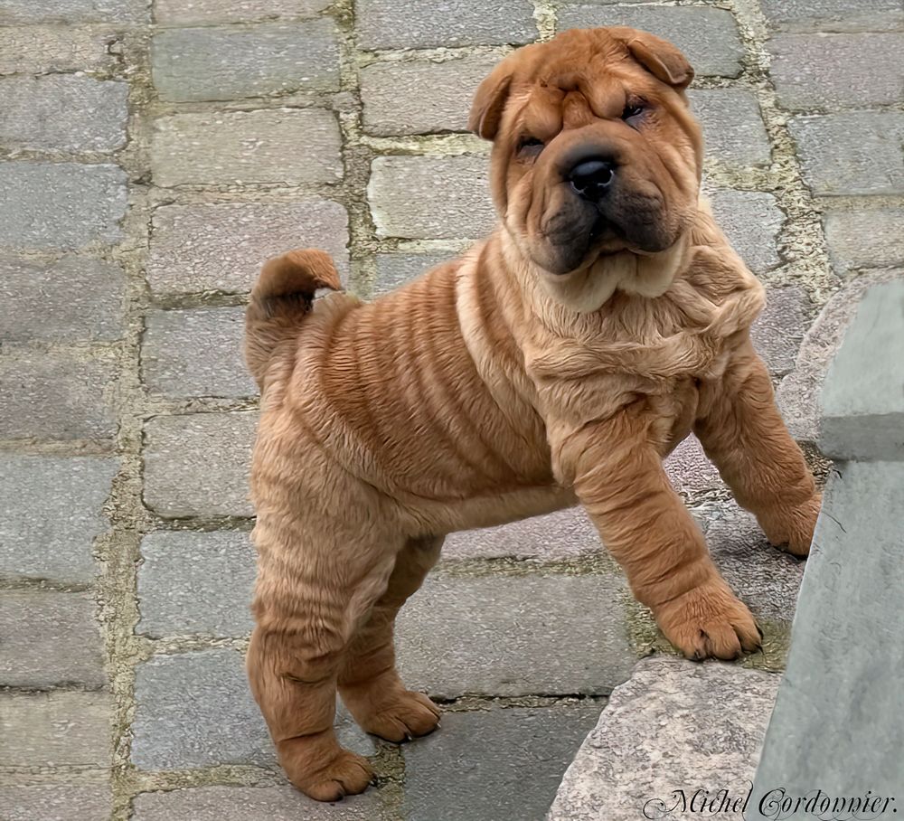 petite femelle Shar Peï.