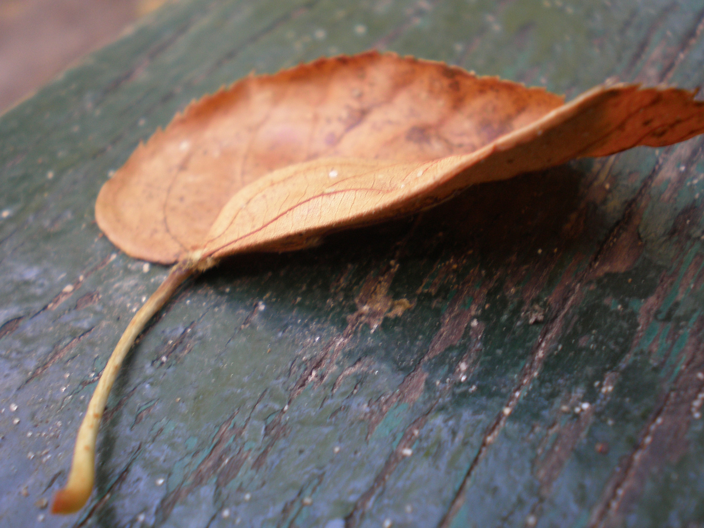 petite feuille sur un banc...