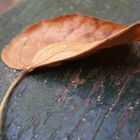 petite feuille sur un banc...