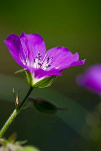 petite fleur