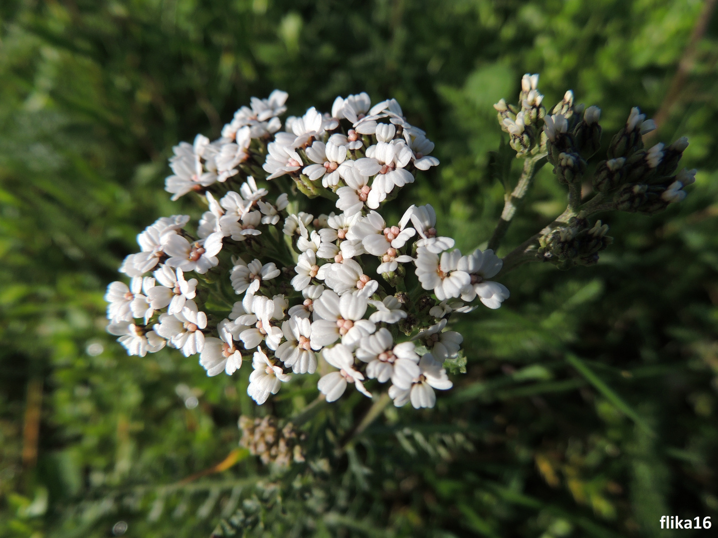 petite fleur