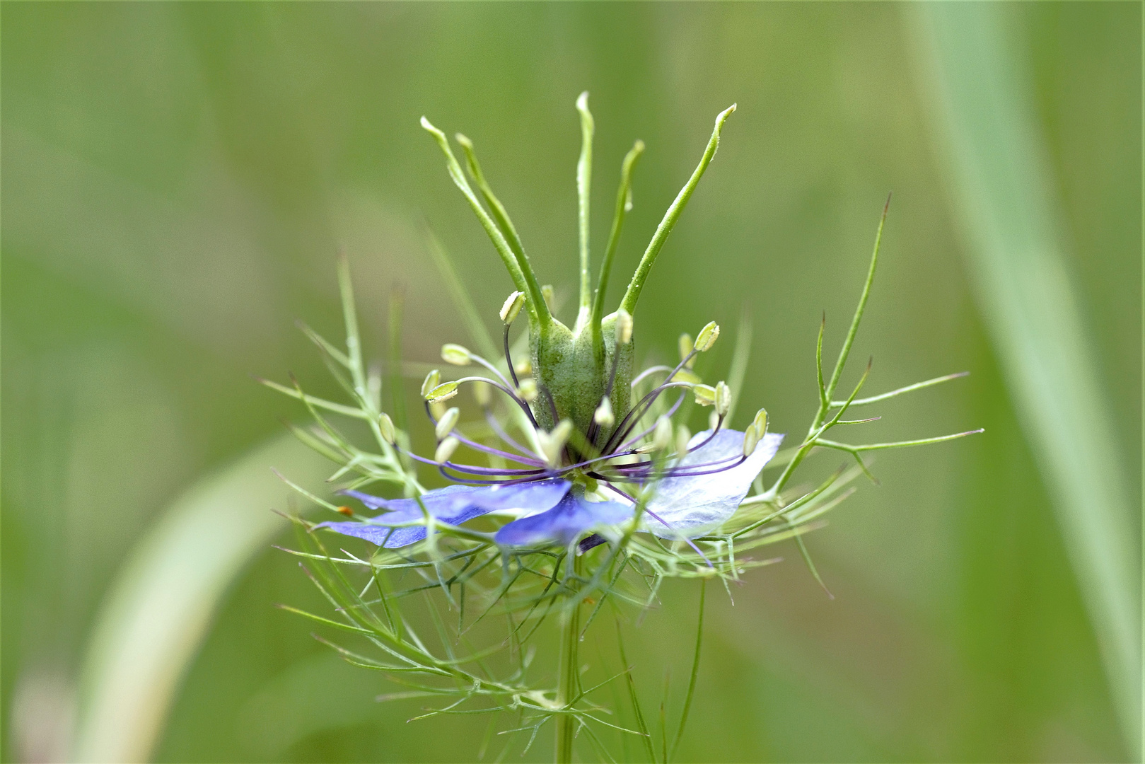 petite fleur