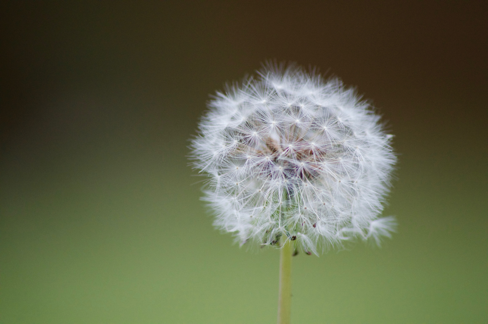 petite fleur 