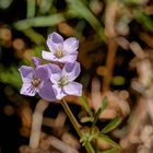 petite fleur