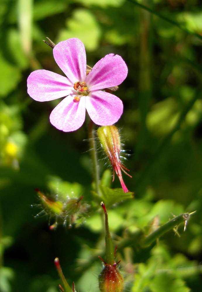 Petite fleur