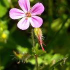 Petite fleur