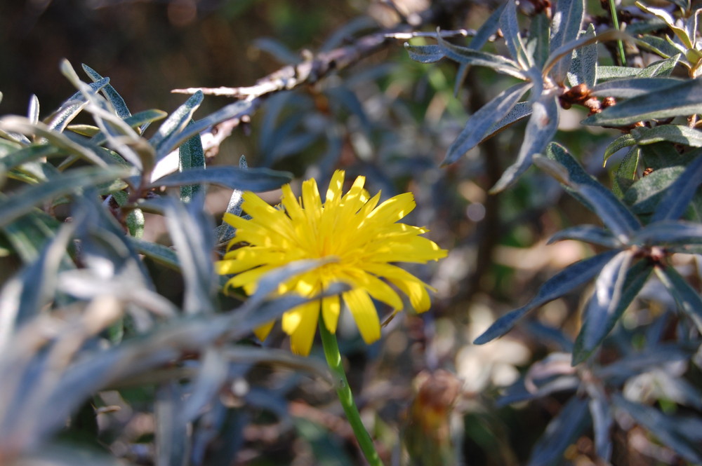 petite fleur