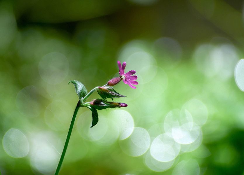 Petite fleur 