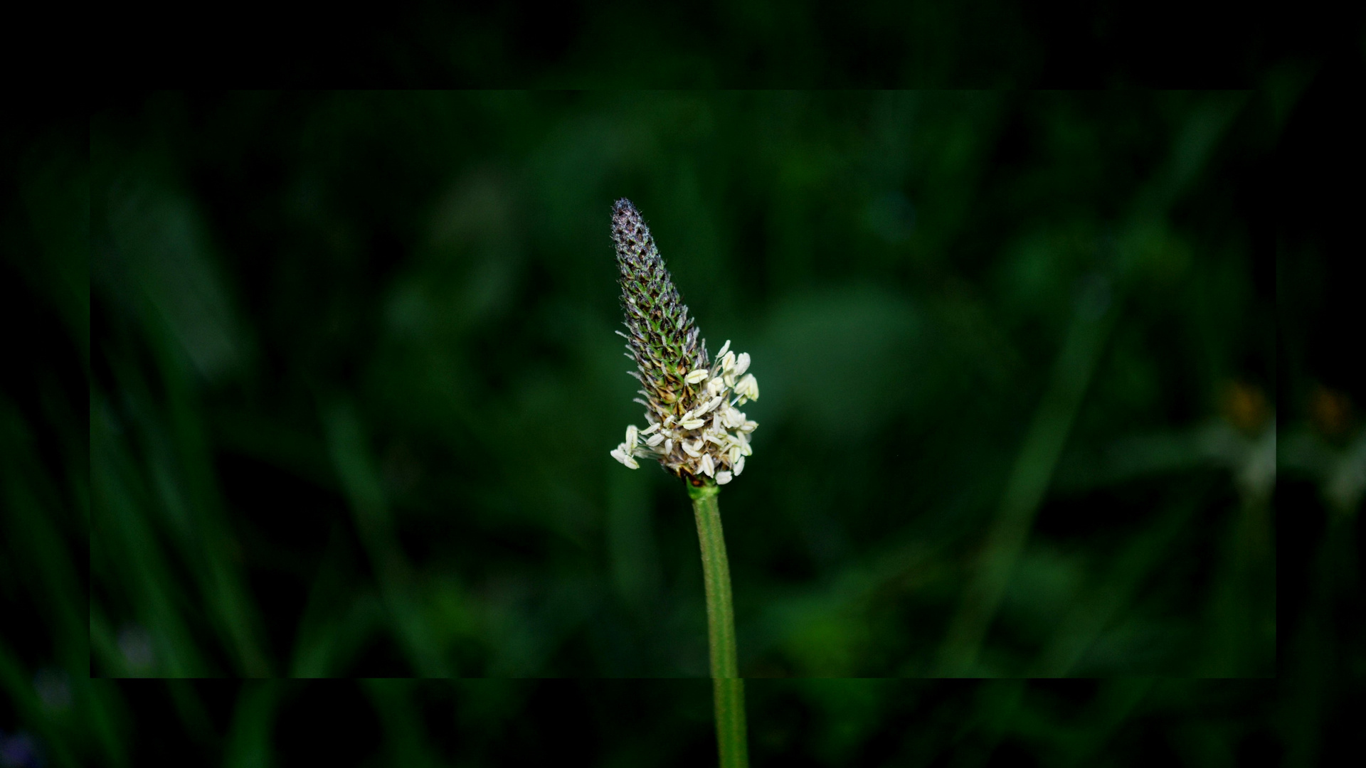 petite fleur