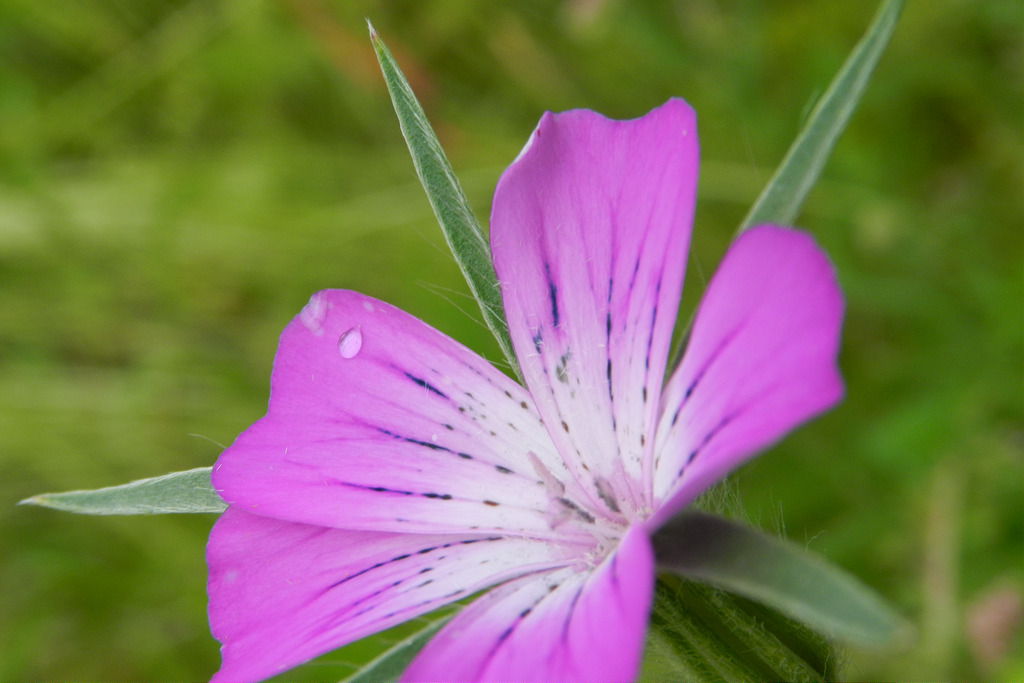 Petite fleur 