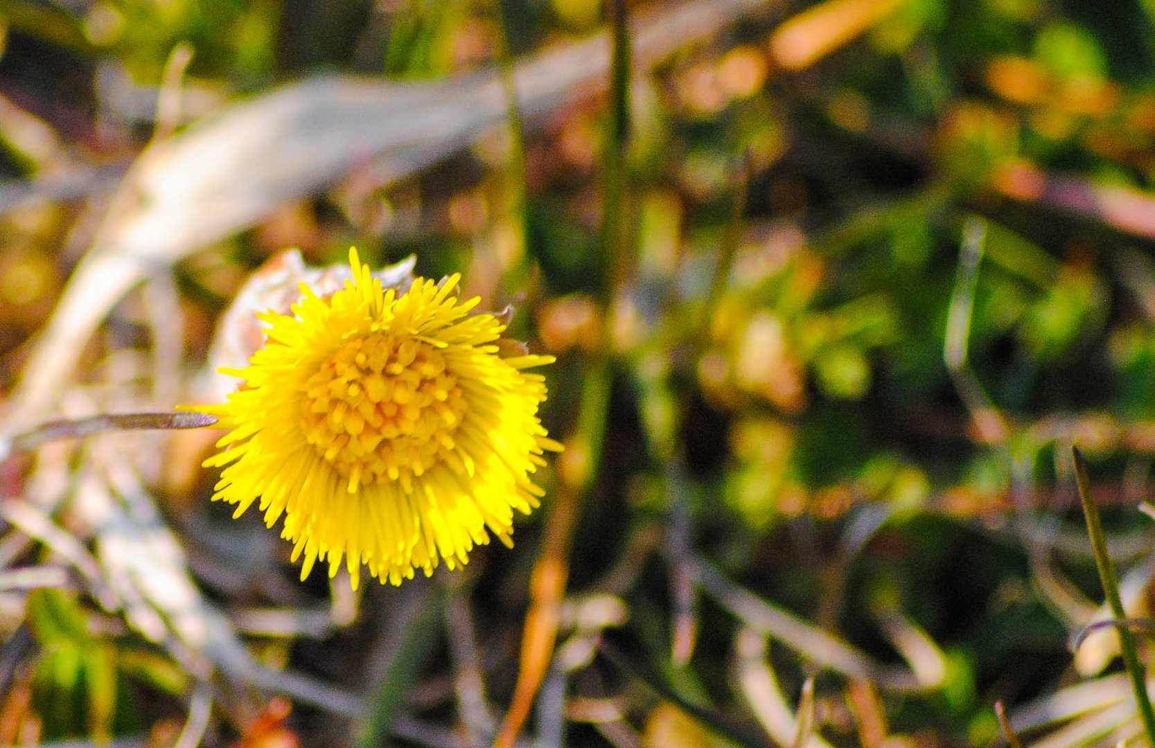 Petite fleur