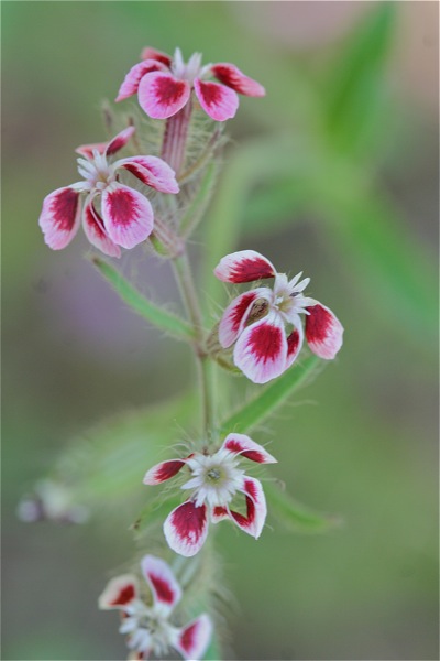 Petite fleur