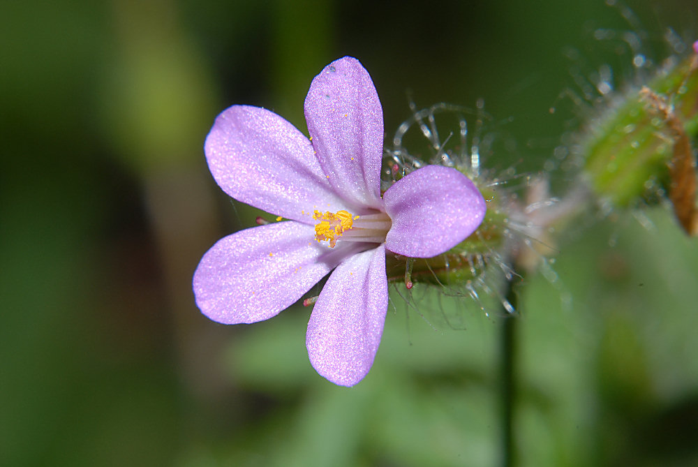 Petite fleur