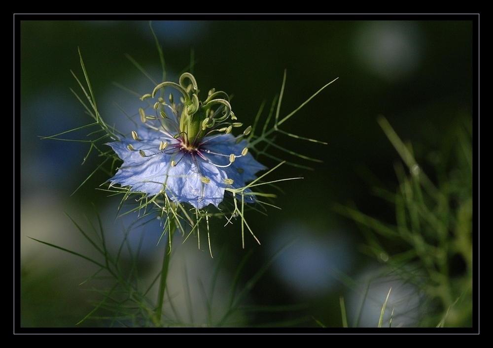 Petite fleur