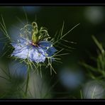 Petite fleur