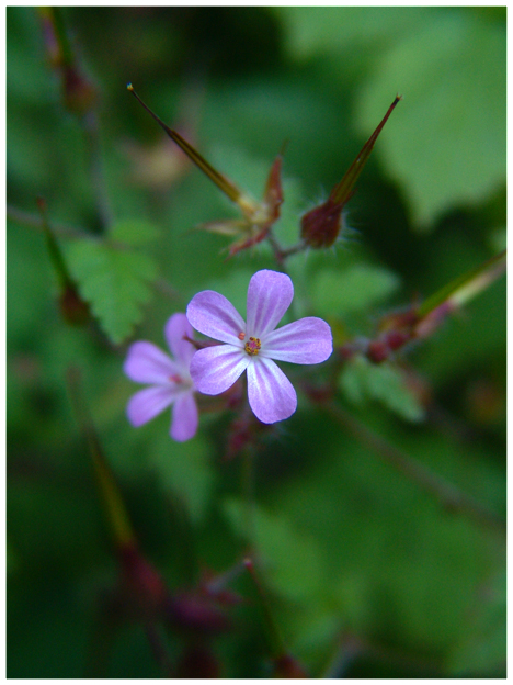 petite fleur