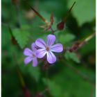 petite fleur