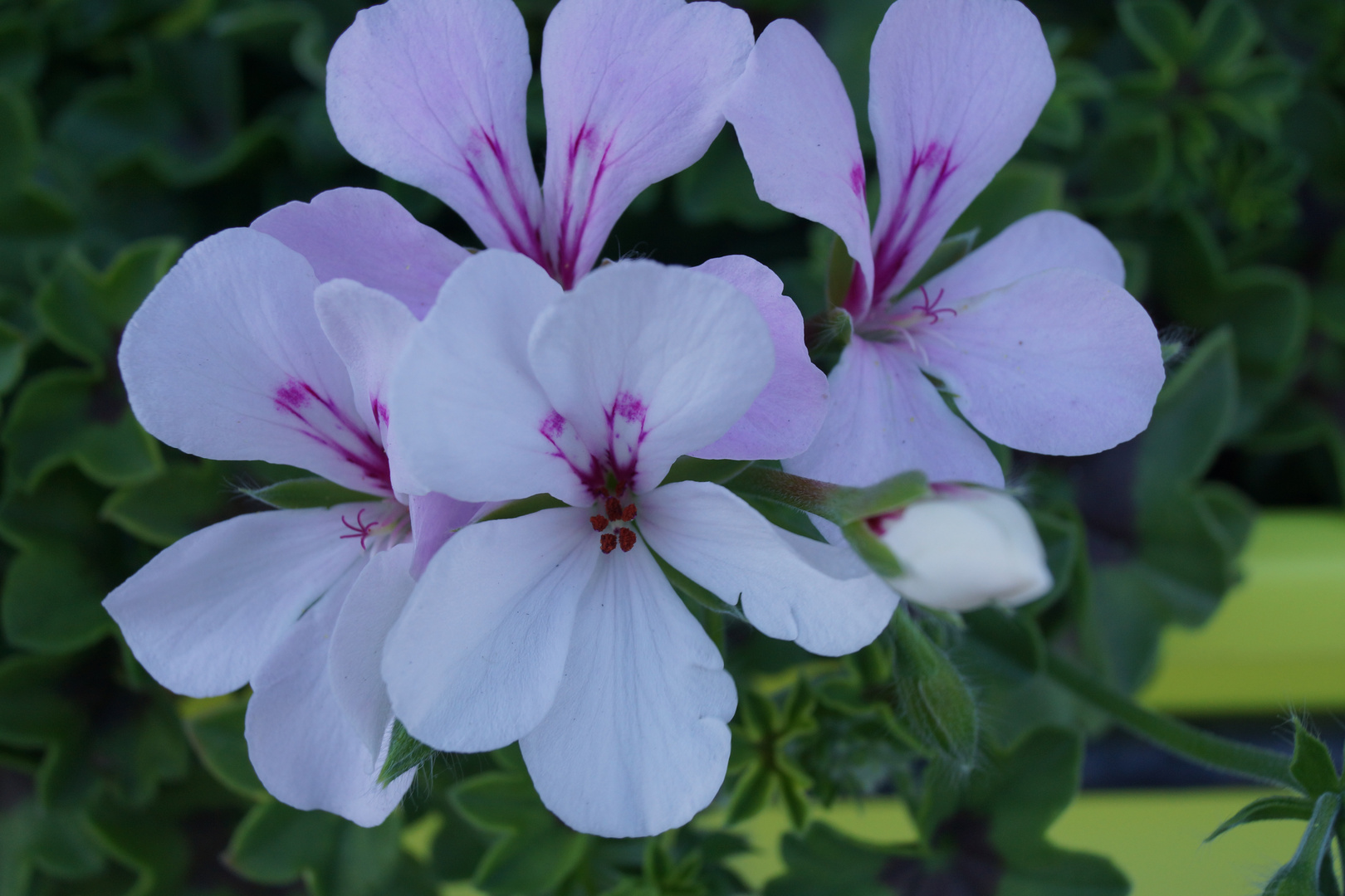 petite fleur