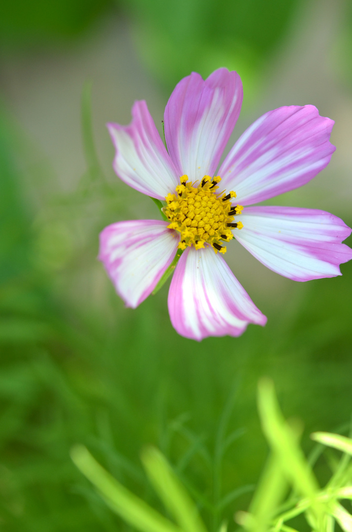 Petite fleur