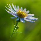 Petite fleur abandonnée