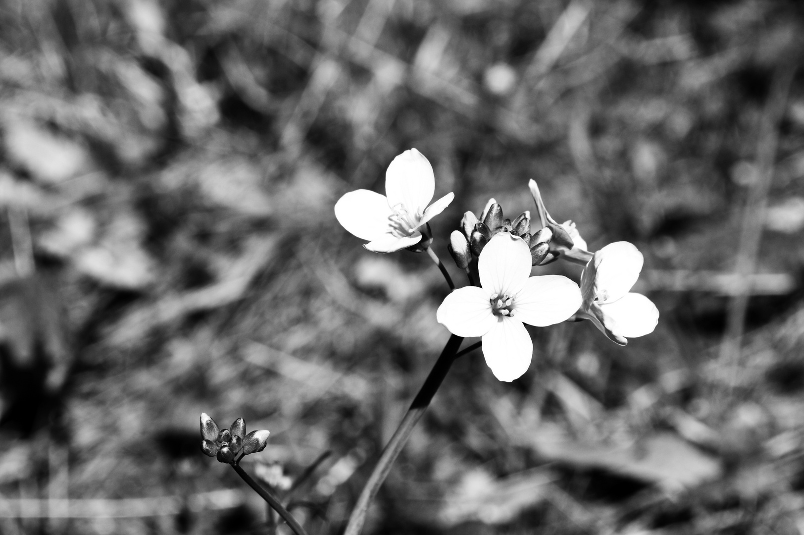 Petite fleur