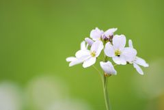 Petite fleur...