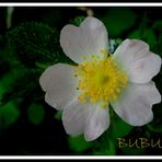 PETITE FLEUR BLANCHE