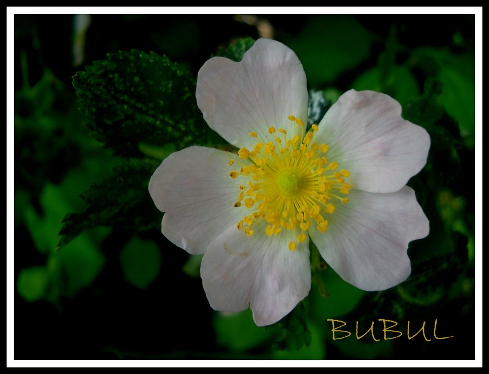 PETITE FLEUR BLANCHE