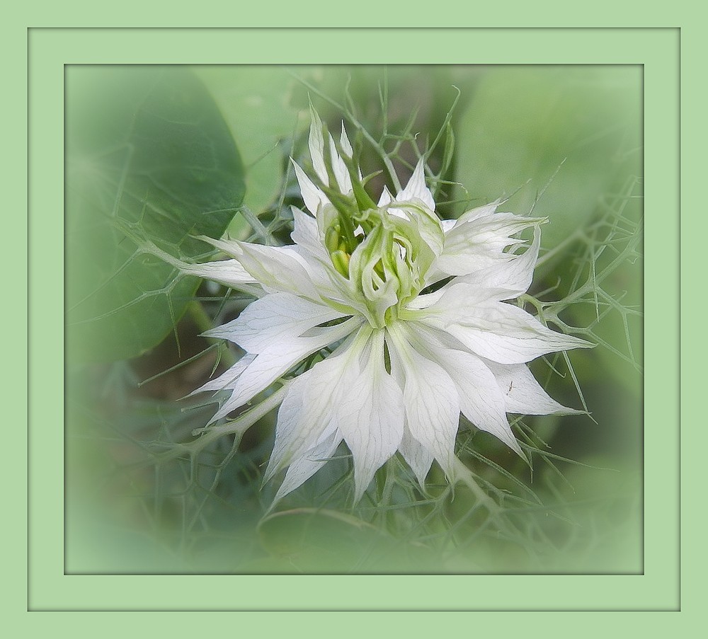 petite fleur blanche