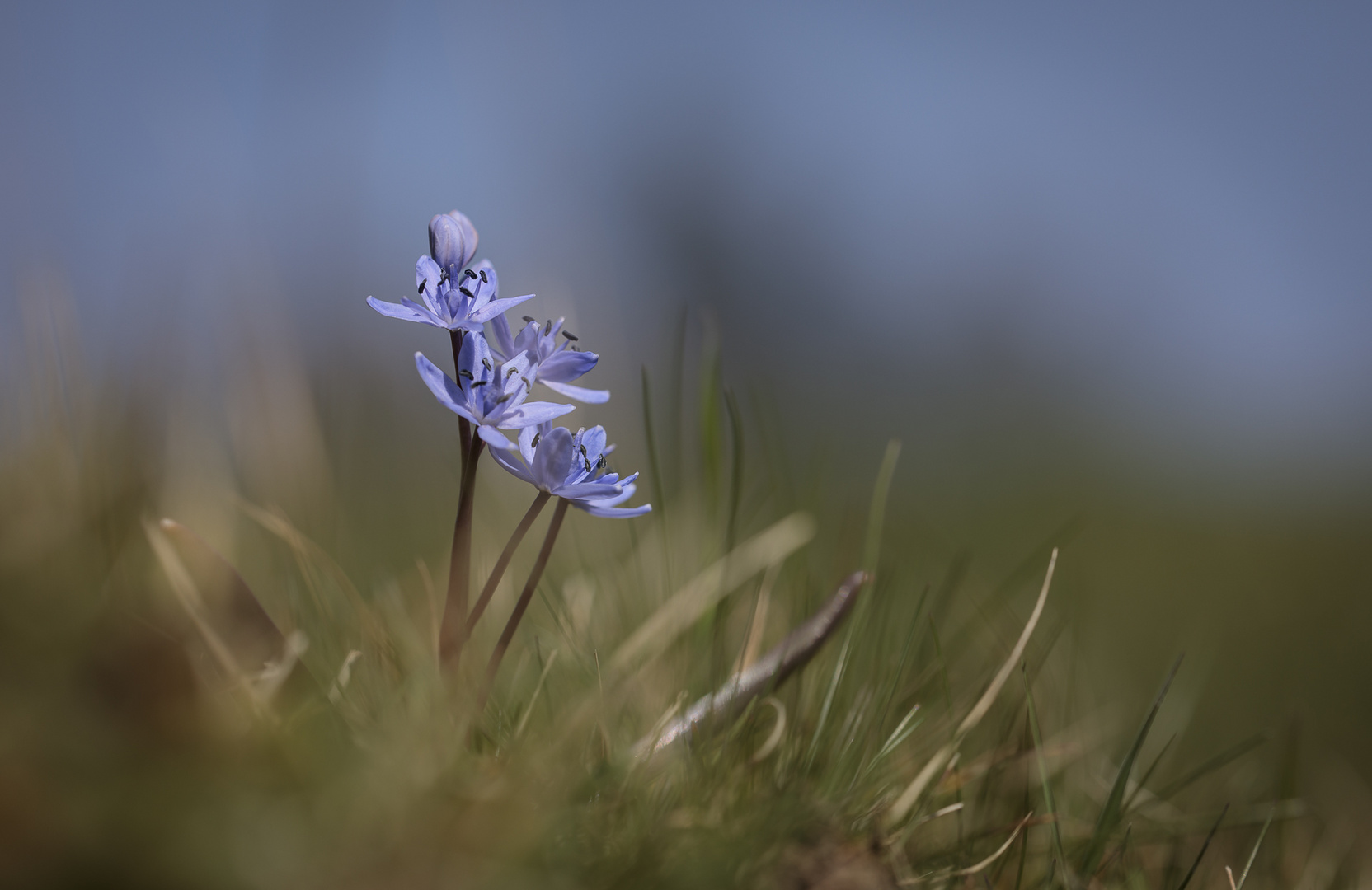 Petite fleur bleue,