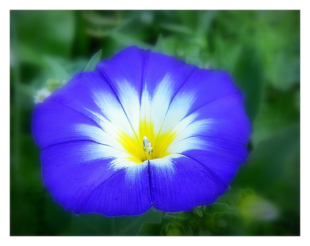 petite fleur bleue photo et image | fleurs, fleurs , nature Images  fotocommunity