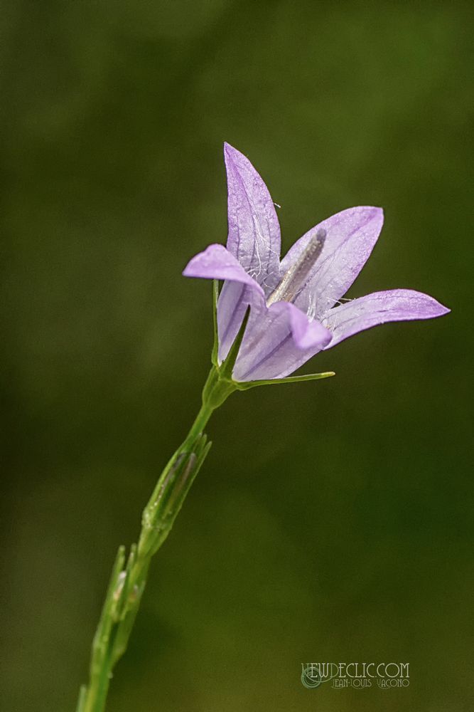 Petite fleur