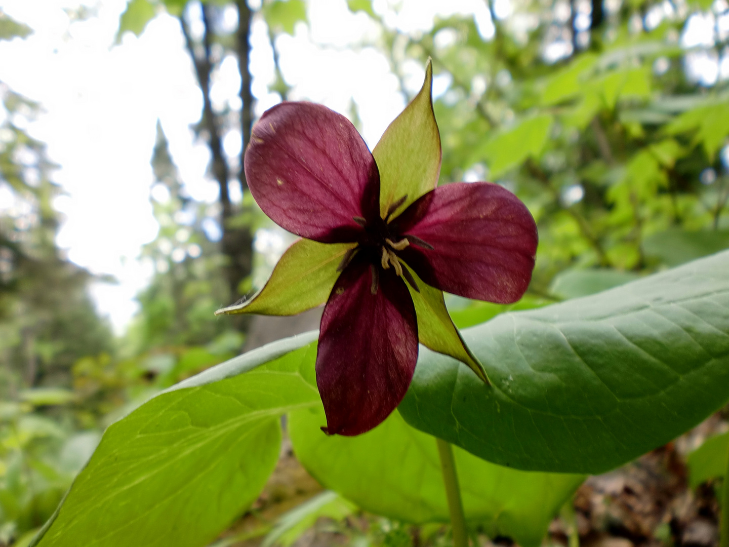 Petite fleur